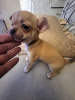 Additional photos: Female Chihuahua