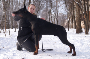 Photo №2 to announcement № 1278 for the sale of dobermann - buy in Belarus private announcement