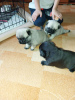 Photo №3. Pug puppy. Poland