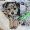 Photo №4. I will sell yorkshire terrier in the city of Leipzig. private announcement - price - 280$