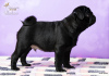 Photo №1. pug - for sale in the city of Kharkov | 1000$ | Announcement № 9522