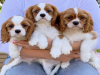 Photo №1. cavalier king charles spaniel - for sale in the city of Валлетта | 400$ | Announcement № 58293