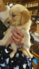 Additional photos: Loving Golden Retriever Puppies ready now for you