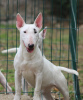 Photo №1. bull terrier - for sale in the city of Belgrade | negotiated | Announcement № 118204