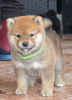 Photo №1. shiba inu - for sale in the city of Kragujevac | negotiated | Announcement № 106786