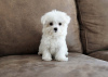 Photo №3. bichon fries puppies Available  . United States