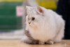 Photo №3. Kitten Scottish Strait Longhair Shinshilla Silver Shaded. Russian Federation