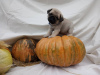 Photo №1. pug - for sale in the city of Bishkek | 700$ | Announcement № 8341