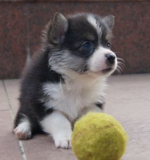 Photo №2 to announcement № 1476 for the sale of welsh corgi - buy in Kazakhstan private announcement, from nursery, breeder