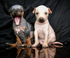 Photo №1. american hairless terrier - for sale in the city of Warsaw | 1215$ | Announcement № 63283