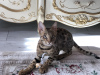 Photo №2 to announcement № 40292 for the sale of savannah cat - buy in Germany private announcement, from nursery, breeder