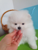 Photo №1. pomeranian - for sale in the city of Tbilisi | negotiated | Announcement № 91912