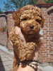 Photo №2 to announcement № 103361 for the sale of poodle (toy) - buy in Serbia breeder