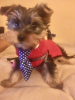 Photo №1. yorkshire terrier - for sale in the city of Афины | 1016$ | Announcement № 9398