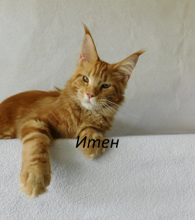 Photo №4. I will sell maine coon in the city of Vladimir. from nursery - price - 1360$