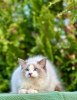 Photo №1. persian cat - for sale in the city of Heraklion | Is free | Announcement № 65082