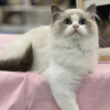 Photo №3. Gccf registered Ragdoll kittens with full pedigree. Germany