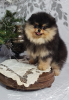 Photo №1. pomeranian - for sale in the city of Москва | 976$ | Announcement № 82523