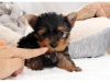 Photo №1. yorkshire terrier - for sale in the city of Adelaide | negotiated | Announcement № 10046