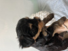Photo №2 to announcement № 63860 for the sale of yorkshire terrier - buy in Israel private announcement