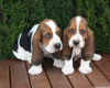 Photo №2 to announcement № 44901 for the sale of basset hound - buy in Greece 