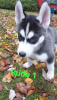 Photo №1. siberian husky - for sale in the city of Würzburg | 1057$ | Announcement № 79531