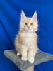 Photo №1. maine coon - for sale in the city of Афины | negotiated | Announcement № 92625