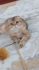 Photo №1. scottish fold - for sale in the city of Стамбул | negotiated | Announcement № 50288