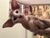 Photo №4. I will sell oriental shorthair in the city of St. Petersburg. from nursery - price - 456$