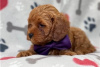 Photo №3. Beautiful Cavapoo Puppies For free adoption. Germany