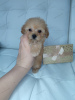 Photo №2 to announcement № 50726 for the sale of poodle (toy) - buy in Russian Federation breeder