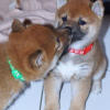 Photo №1. shiba inu - for sale in the city of Munich | 411$ | Announcement № 83110