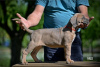 Additional photos: Cane Corso puppies