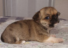 Additional photos: Chihuahua Red Sable Mini Boy