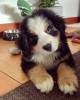 Photo №1. bernese mountain dog - for sale in the city of Riga | 370$ | Announcement № 83379