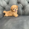 Photo №2 to announcement № 92446 for the sale of maltese dog - buy in Australia breeder