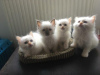 Photo №1. birman - for sale in the city of Франкфурт-на-Майне | Is free | Announcement № 109742