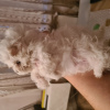 Photo №2 to announcement № 27793 for the sale of maltese dog - buy in Russian Federation breeder