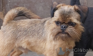 Photo №3. Brussels griffon. Serbia