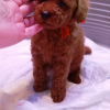 Photo №2 to announcement № 43293 for the sale of poodle (dwarf) - buy in Russian Federation breeder