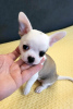 Additional photos: Mini Chihuahuas