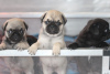 Photo №1. pug - for sale in the city of Kazan | 591$ | Announcement № 11966