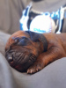 Photo №1. rhodesian ridgeback - for sale in the city of Krakow | 2642$ | Announcement № 99880
