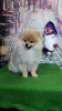 Photo №2 to announcement № 20363 for the sale of pomeranian - buy in Russian Federation from nursery