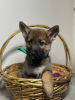 Photo №3. Puppies are looking for a home. Russian Federation