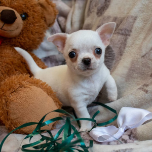 Additional photos: Chihuahua puppies from the kennel