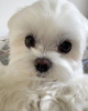 Photo №4. I will sell maltese dog in the city of Los Angeles. breeder - price - negotiated
