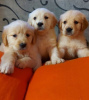 Photo №2 to announcement № 109160 for the sale of golden retriever - buy in Germany private announcement