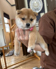 Photo №1. shiba inu - for sale in the city of Novi Vinodolski | 317$ | Announcement № 115729