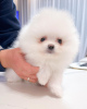 Photo №2 to announcement № 122727 for the sale of pomeranian - buy in Germany private announcement